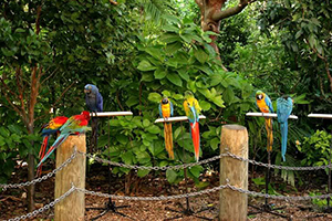 jungle island miami
