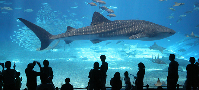 floria aquarium