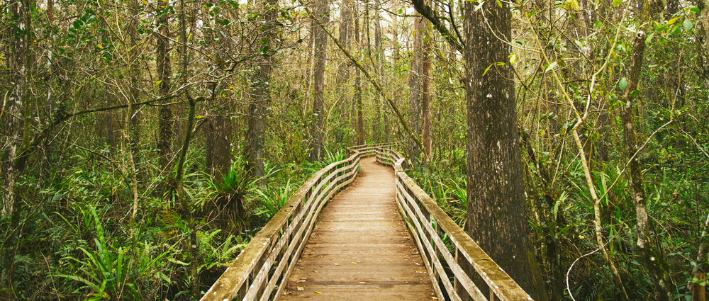 corkscrew-swamp-sanctuary